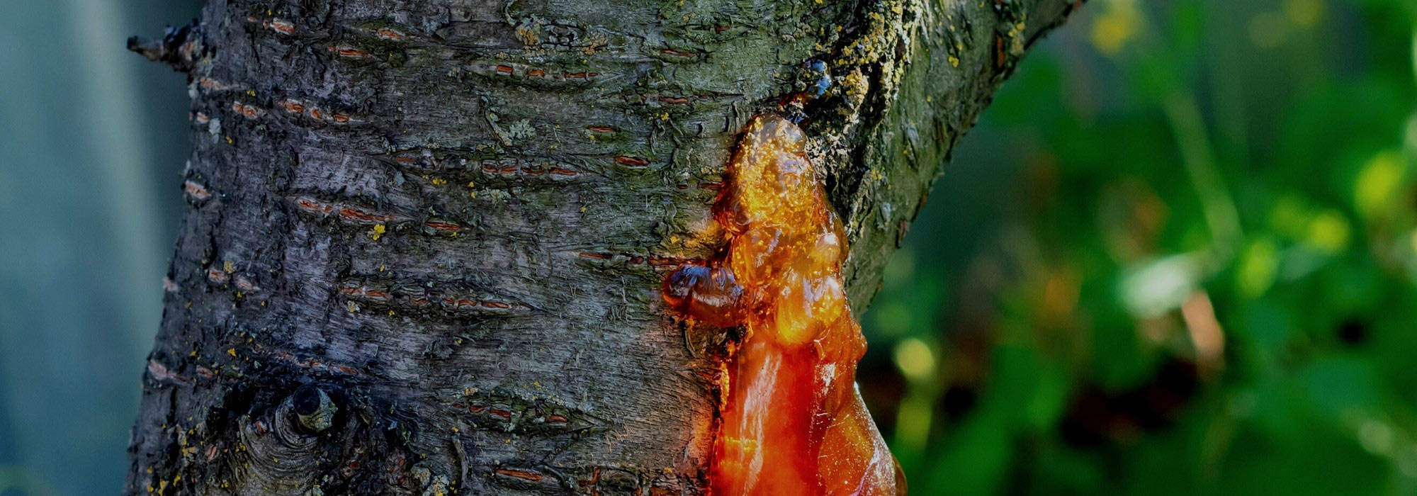 La gommosi degli alberi da frutto a nocciolo