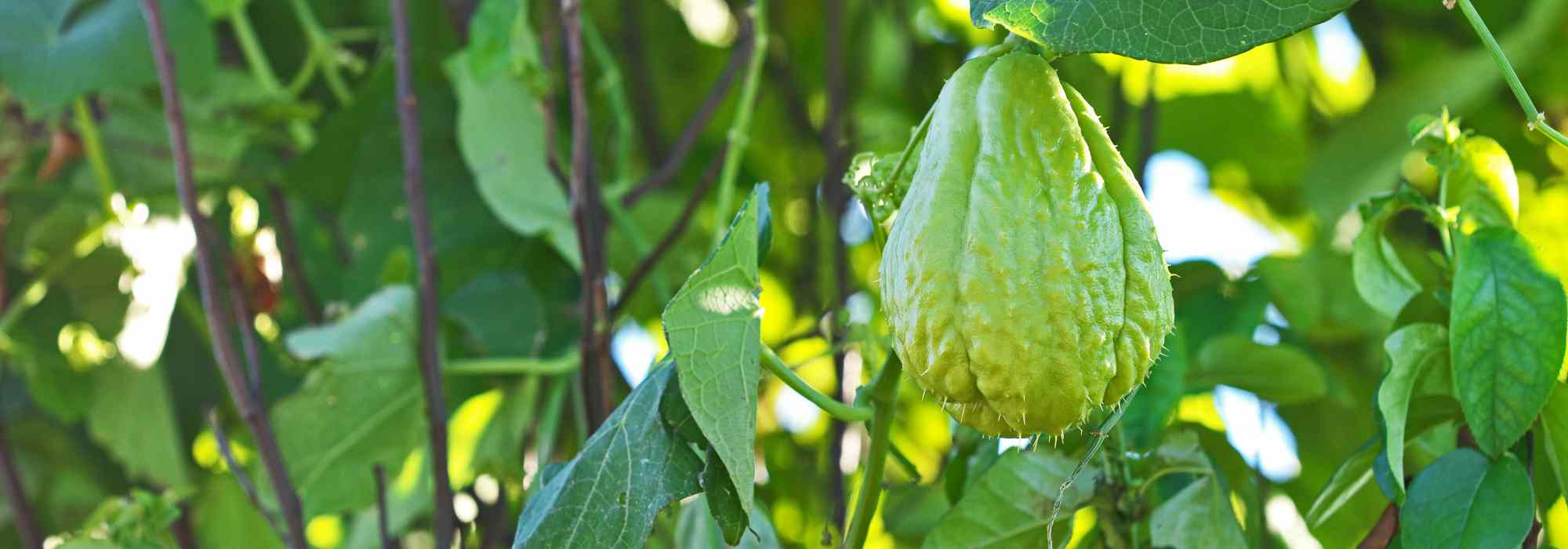 La christophine o chayote: piantare, curare e raccogliere