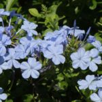 **Gelsomino azzurro - Plumbago: coltivazione e cura**