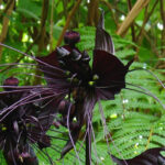 **Tacca: piantagione, coltivazione e cura**

La **Tacca**, conosciuta anche come "fiore pipistrello" o "pianta del diavolo", è una pianta esotica affascinante per il suo aspetto unico e i suoi fiori misteriosi. Originaria delle regioni tropicali dell'Asia, dell'Africa e dell'Australia, questa pianta richiede alcune attenzioni specifiche per prosperare. Ecco una guida completa sulla piantagione, la coltivazione e la cura della Tacca.

---

### **Piantagione della Tacca**

1. **Scelta del substrato**:
   - Utilizza un terriccio ben drenante, ricco di materia organica. Un mix di torba, perlite e corteccia di orchidea è ideale.
   - Assicurati che il pH del terreno sia leggermente acido (tra 5,5 e 6,5).

2. **Posizione**:
   - La Tacca preferisce un ambiente luminoso ma senza luce diretta del sole, che potrebbe bruciare le foglie.
   - È perfetta per ambienti interni con luce filtrata o per serre ombreggiate.

3. **Temperatura e umidità**:
   - Mantieni una temperatura tra i 18°C e i 25°C.
   - L'umidità elevata (oltre il 60%) è essenziale. Puoi usare un umidificatore o posizionare la pianta su un vassoio con ciottoli e acqua.

---

### **Coltivazione della Tacca**

1. **Irrigazione**:
   - Mantieni il terreno costantemente umido, ma evita i ristagni d'acqua che potrebbero causare marciume radicale.
   - Riduci le annaffiature durante l'inverno, quando la pianta entra in riposo vegetativo.

2. **Concimazione**:
   - Utilizza un fertilizzante bilanciato (ad esempio 10-10-10) ogni 4-6 settimane durante la stagione di crescita (primavera ed estate).
   - Sospendi la concimazione in autunno e inverno.

3. **Rinvaso**:
   - Rinvasare ogni 2-3 anni per rinnovare il substrato e dare più spazio alle radici.
   - Scegli un vaso leggermente più grande del precedente, con fori di drenaggio.

---

### **Cura della Tacca**

1. **Pulizia delle foglie**:
   - Pulisci regolarmente le foglie con un panno umido per rimuovere la polvere e favorire la fotosintesi.

2. **Controllo dei parassiti**:
   - Fai attenzione a afidi, acari e cocciniglie. Tratta eventuali infestazioni con insetticidi naturali o sapone insetticida.

3. **Fioritura**:
   - I fiori della Tacca sono spettacolari ma possono richiedere tempo per apparire. Assicurati che la pianta abbia condizioni ottimali di luce, umidità e nutrimento.

4. **Riposo invernale**:
   - Durante l'inverno, riduci le annaffiature e sposta la pianta in un luogo più fresco (circa 15°C) per favorire il riposo vegetativo.

---

### **Curiosità sulla Tacca**

- I fiori della Tacca sono spesso associati a leggende e superstizioni per il loro aspetto insolito.
- Alcune specie, come la *Tacca chantrieri*, sono chiamate "piante del diavolo" per i loro fiori neri e le lunghe "antenne".

---

Con le giuste cure, la Tacca può diventare una pianta straordinaria per arricchire la tua collezione di piante esotiche. Buona coltivazione!
