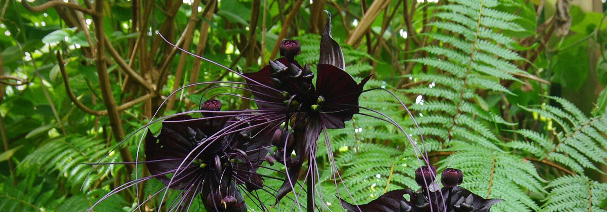 **Tacca: piantagione, coltivazione e cura**

La **Tacca**, conosciuta anche come "fiore pipistrello" o "pianta del diavolo", è una pianta esotica affascinante per il suo aspetto unico e i suoi fiori misteriosi. Originaria delle regioni tropicali dell'Asia, dell'Africa e dell'Australia, questa pianta richiede alcune attenzioni specifiche per prosperare. Ecco una guida completa sulla piantagione, la coltivazione e la cura della Tacca.

---

### **Piantagione della Tacca**

1. **Scelta del substrato**:
   - Utilizza un terriccio ben drenante, ricco di materia organica. Un mix di torba, perlite e corteccia di orchidea è ideale.
   - Assicurati che il pH del terreno sia leggermente acido (tra 5,5 e 6,5).

2. **Posizione**:
   - La Tacca preferisce un ambiente luminoso ma senza luce diretta del sole, che potrebbe bruciare le foglie.
   - È perfetta per ambienti interni con luce filtrata o per serre ombreggiate.

3. **Temperatura e umidità**:
   - Mantieni una temperatura tra i 18°C e i 25°C.
   - L'umidità elevata (oltre il 60%) è essenziale. Puoi usare un umidificatore o posizionare la pianta su un vassoio con ciottoli e acqua.

---

### **Coltivazione della Tacca**

1. **Irrigazione**:
   - Mantieni il terreno costantemente umido, ma evita i ristagni d'acqua che potrebbero causare marciume radicale.
   - Riduci le annaffiature durante l'inverno, quando la pianta entra in riposo vegetativo.

2. **Concimazione**:
   - Utilizza un fertilizzante bilanciato (ad esempio 10-10-10) ogni 4-6 settimane durante la stagione di crescita (primavera ed estate).
   - Sospendi la concimazione in autunno e inverno.

3. **Rinvaso**:
   - Rinvasare ogni 2-3 anni per rinnovare il substrato e dare più spazio alle radici.
   - Scegli un vaso leggermente più grande del precedente, con fori di drenaggio.

---

### **Cura della Tacca**

1. **Pulizia delle foglie**:
   - Pulisci regolarmente le foglie con un panno umido per rimuovere la polvere e favorire la fotosintesi.

2. **Controllo dei parassiti**:
   - Fai attenzione a afidi, acari e cocciniglie. Tratta eventuali infestazioni con insetticidi naturali o sapone insetticida.

3. **Fioritura**:
   - I fiori della Tacca sono spettacolari ma possono richiedere tempo per apparire. Assicurati che la pianta abbia condizioni ottimali di luce, umidità e nutrimento.

4. **Riposo invernale**:
   - Durante l'inverno, riduci le annaffiature e sposta la pianta in un luogo più fresco (circa 15°C) per favorire il riposo vegetativo.

---

### **Curiosità sulla Tacca**

- I fiori della Tacca sono spesso associati a leggende e superstizioni per il loro aspetto insolito.
- Alcune specie, come la *Tacca chantrieri*, sono chiamate "piante del diavolo" per i loro fiori neri e le lunghe "antenne".

---

Con le giuste cure, la Tacca può diventare una pianta straordinaria per arricchire la tua collezione di piante esotiche. Buona coltivazione!