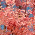 **Toona sinensis o Mogano cinese: piantare e coltivare**