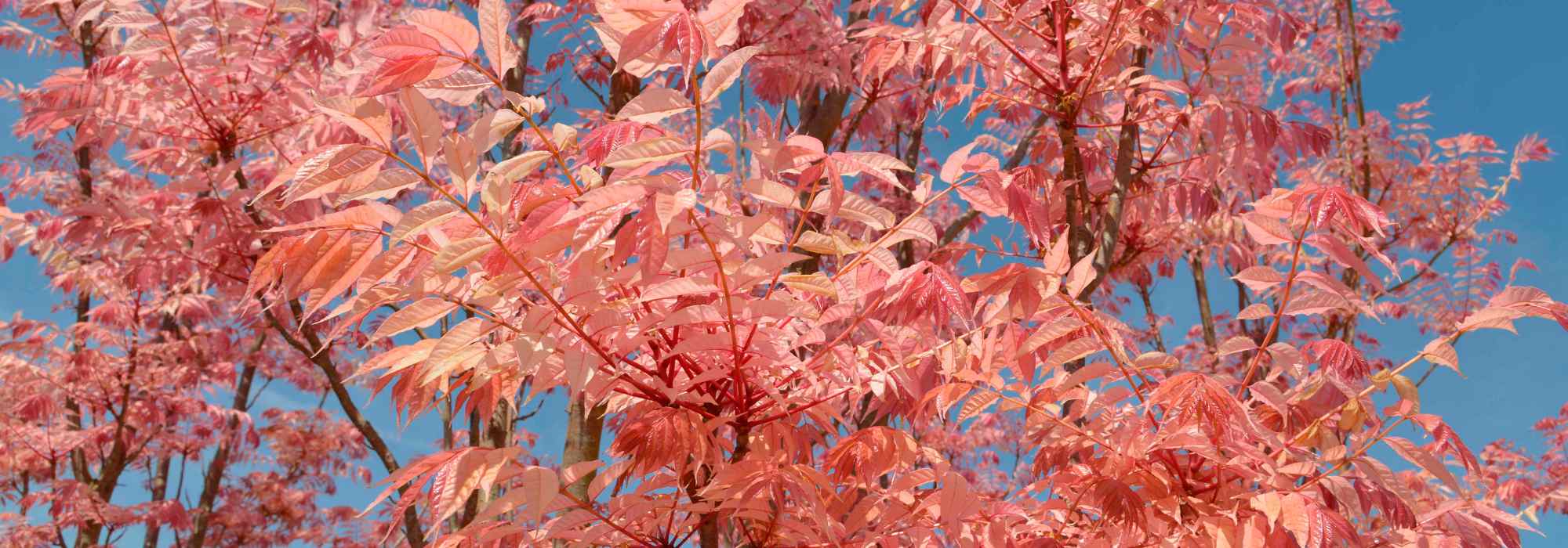 **Toona sinensis o Mogano cinese: piantare e coltivare**