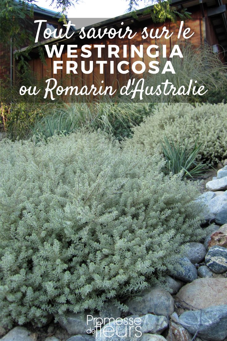 rosmarino australiano