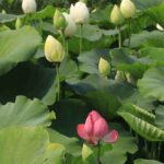 Nelumbo - Loto: piantare, coltivare e curare