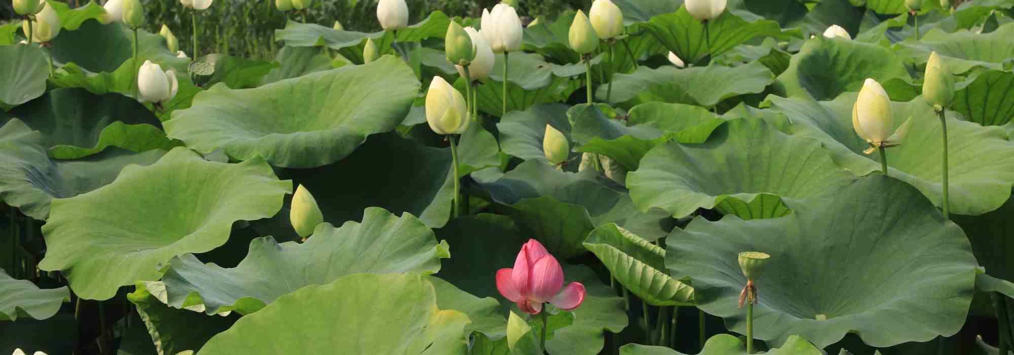 Nelumbo - Loto: piantare, coltivare e curare