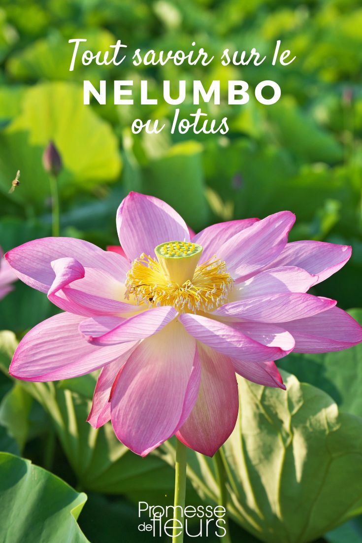 Nelumbo: piantare, coltivare e curare