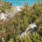 **Salicornia - cetriolo di mare: piantare, coltivare e raccogliere**  

La salicornia, conosciuta anche come "cetriolo di mare", è una pianta alofita che cresce spontaneamente nelle zone costiere e salmastre. Apprezzata per il suo sapore salato e croccante, è un'ottima aggiunta alle insalate e ai piatti di pesce. Scopri come piantare, coltivare e raccogliere questa pianta unica nel tuo giardino o orto.  

### **Piantare la salicornia**  
1. **Scelta del terreno**: La salicornia predilige terreni sabbiosi e salini. Se non vivi vicino alla costa, puoi ricreare queste condizioni aggiungendo sabbia e un po' di sale al terreno.  
2. **Semina**: Semina i semi in primavera, direttamente in piena terra o in vaso. Assicurati che il terreno sia ben drenato.  
3. **Esposizione**: Posiziona la pianta in un'area soleggiata, poiché ha bisogno di molta luce per crescere.  

### **Coltivare la salicornia**  
- **Irrigazione**: La salicornia tollera bene la siccità, ma è importante mantenere il terreno leggermente umido, soprattutto nelle prime fasi di crescita.  
- **Concimazione**: Non necessita di concimazioni abbondanti. Un fertilizzante naturale leggero può essere sufficiente.  
- **Protezione**: È una pianta resistente, ma controlla la presenza di parassiti come afidi o lumache.  

### **Raccolta della salicornia**  
La salicornia è pronta per la raccolta quando i suoi steli sono verdi e carnosi, di solito tra luglio e settembre. Taglia gli steli con forbici pulite, lasciando una parte della pianta per favorire una nuova crescita.  

### **Utilizzi in cucina**  
La salicornia può essere consumata cruda, saltata in padella o conservata sott'aceto. Il suo sapore salato la rende perfetta per accompagnare pesce, insalate e piatti a base di verdure.  

Con queste semplici indicazioni, potrai goderti il gusto unico della salicornia direttamente dal tuo giardino!