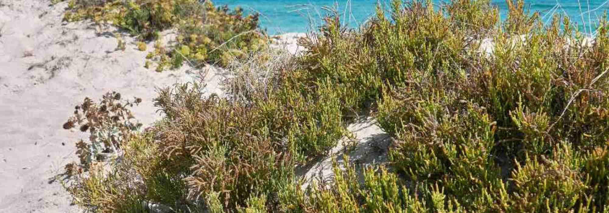 **Salicornia - cetriolo di mare: piantare, coltivare e raccogliere**  

La salicornia, conosciuta anche come "cetriolo di mare", è una pianta alofita che cresce spontaneamente nelle zone costiere e salmastre. Apprezzata per il suo sapore salato e croccante, è un'ottima aggiunta alle insalate e ai piatti di pesce. Scopri come piantare, coltivare e raccogliere questa pianta unica nel tuo giardino o orto.  

### **Piantare la salicornia**  
1. **Scelta del terreno**: La salicornia predilige terreni sabbiosi e salini. Se non vivi vicino alla costa, puoi ricreare queste condizioni aggiungendo sabbia e un po' di sale al terreno.  
2. **Semina**: Semina i semi in primavera, direttamente in piena terra o in vaso. Assicurati che il terreno sia ben drenato.  
3. **Esposizione**: Posiziona la pianta in un'area soleggiata, poiché ha bisogno di molta luce per crescere.  

### **Coltivare la salicornia**  
- **Irrigazione**: La salicornia tollera bene la siccità, ma è importante mantenere il terreno leggermente umido, soprattutto nelle prime fasi di crescita.  
- **Concimazione**: Non necessita di concimazioni abbondanti. Un fertilizzante naturale leggero può essere sufficiente.  
- **Protezione**: È una pianta resistente, ma controlla la presenza di parassiti come afidi o lumache.  

### **Raccolta della salicornia**  
La salicornia è pronta per la raccolta quando i suoi steli sono verdi e carnosi, di solito tra luglio e settembre. Taglia gli steli con forbici pulite, lasciando una parte della pianta per favorire una nuova crescita.  

### **Utilizzi in cucina**  
La salicornia può essere consumata cruda, saltata in padella o conservata sott'aceto. Il suo sapore salato la rende perfetta per accompagnare pesce, insalate e piatti a base di verdure.  

Con queste semplici indicazioni, potrai goderti il gusto unico della salicornia direttamente dal tuo giardino!