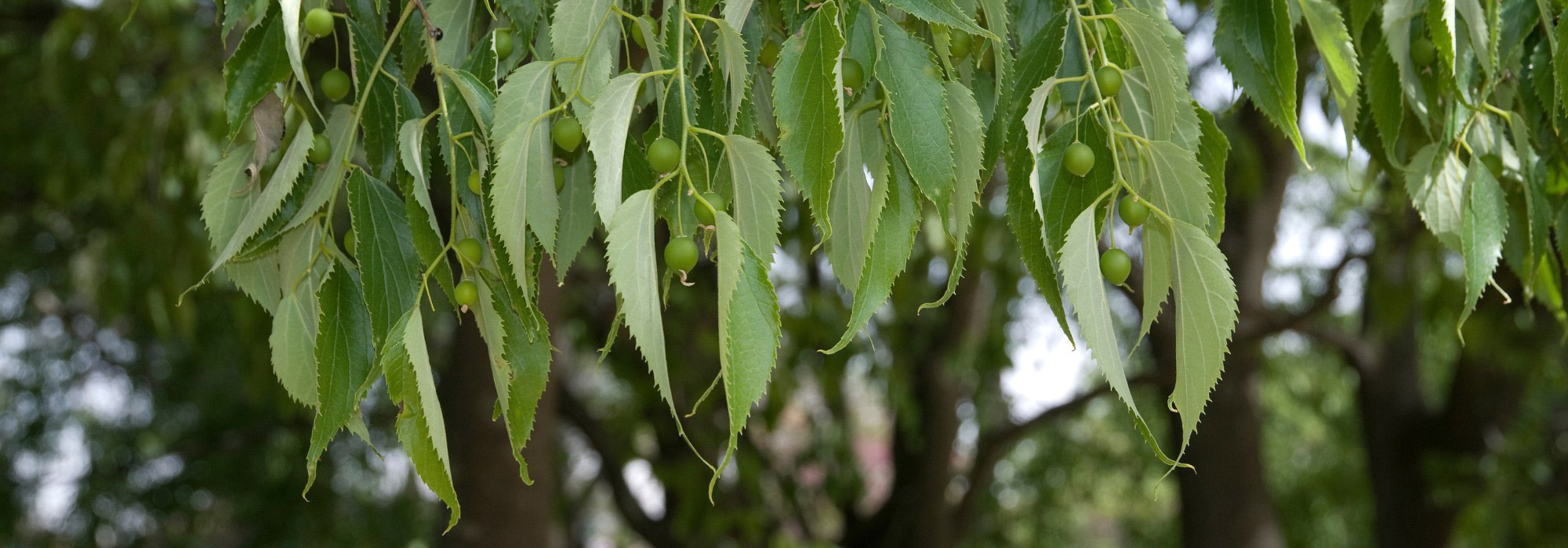 Micocoulier di Provenza: piantagione, coltivazione, cura