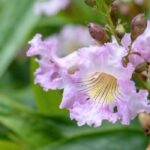 **Chitalpa tashkentensis: piantagione, potatura, cura**

Il *Chitalpa tashkentensis* è un albero ornamentale ibrido, risultato dell'incrocio tra *Catalpa bignonioides* e *Chilopsis linearis*. Apprezzato per la sua fioritura abbondante e la resistenza alla siccità, è una scelta ideale per giardini e spazi verdi. Ecco una guida completa per la sua piantagione, potatura e cura.

### **Piantagione del Chitalpa tashkentensis**

1. **Scelta del luogo**:
   - Predilige posizioni soleggiate, ma tollera anche la mezz'ombra.
   - Assicurati che il terreno sia ben drenato per evitare ristagni idrici.

2. **Preparazione del terreno**:
   - Il *Chitalpa* si adatta a diversi tipi di terreno, ma preferisce quelli fertili e leggermente alcalini.
   - Aggiungi compost o letame maturo per migliorare la struttura del terreno.

3. **Piantagione**:
   - Scava una buca larga e profonda il doppio della zolla.
   - Posiziona l'albero e riempi con terra, comprimendo leggermente.
   - Annaffia abbondantemente dopo la piantagione.

### **Potatura del Chitalpa tashkentensis**

1. **Quando potare**:
   - La potatura va effettuata a fine inverno o inizio primavera, prima della ripresa vegetativa.

2. **Come potare**:
   - Elimina i rami secchi, danneggiati o malati.
   - Riduci i rami troppo lunghi per mantenere una forma armoniosa.
   - Evita potature troppo drastiche, poiché il *Chitalpa* fiorisce sui rami dell'anno precedente.

### **Cura del Chitalpa tashkentensis**

1. **Annaffiatura**:
   - Durante il primo anno, annaffia regolarmente per favorire l'attecchimento.
   - Una volta stabilito, resiste bene alla siccità, ma apprezza annaffiature occasionali in periodi molto secchi.

2. **Concimazione**:
   - In primavera, applica un concime bilanciato per piante arboree.
   - Evita eccessi di azoto, che potrebbero favorire la crescita vegetativa a discapito della fioritura.

3. **Protezione invernale**:
   - Nelle regioni con inverni rigidi, proteggi la base dell'albero con una pacciamatura di foglie o paglia.

4. **Malattie e parassiti**:
   - Il *Chitalpa* è generalmente resistente, ma può essere attaccato da afidi o oidio. Tratta con prodotti specifici se necessario.

### **Conclusione**

Il *Chitalpa tashkentensis* è un albero facile da coltivare, ideale per chi cerca una pianta ornamentale con poche esigenze ma grande impatto visivo. Seguendo queste semplici indicazioni, potrai godere della sua bellezza per molti anni.