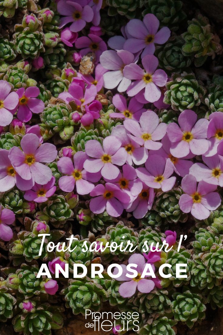 fiori di Androsace