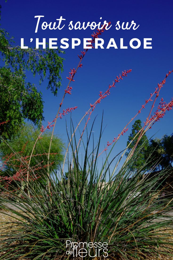 Hesperaloe yucca rosso