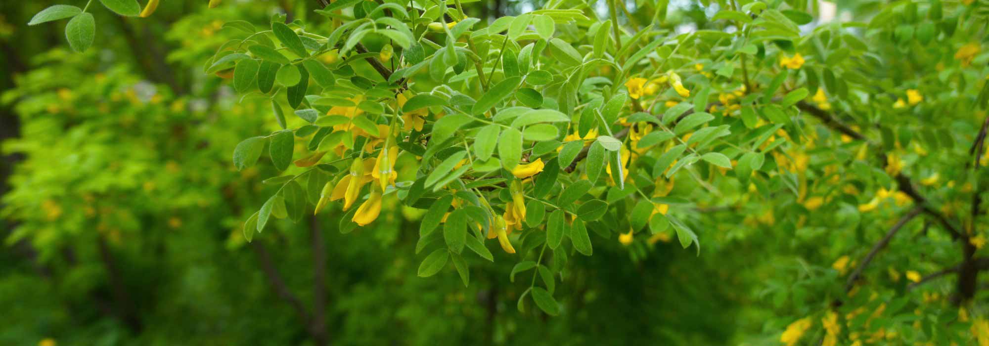 Caragana arborescens, acacia giallo: piantagione, coltivazione, cura