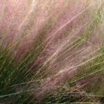 Muhlenbergia : piantare, coltivare e curare