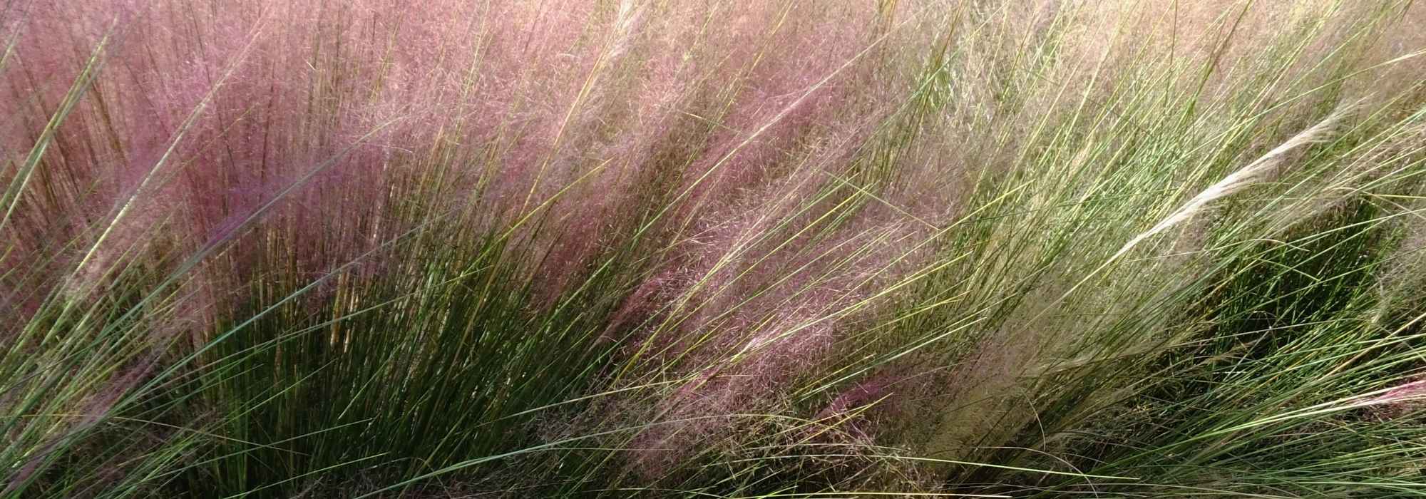 Muhlenbergia : piantare, coltivare e curare