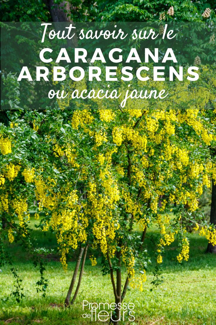 Caragana arborescens: piantagione, coltivazione, cura