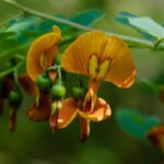 **Baguenaudier - Colutea: piantare, potare e curare**  

Il **Baguenaudier** (*Colutea*), noto anche come **Vesicaria**, è un arbusto resistente e decorativo, apprezzato per i suoi fiori gialli e i suoi frutti a forma di baccello. Originario delle regioni mediterranee, è ideale per giardini secchi e terreni poveri. Scopri come piantarlo, potarlo e prendertene cura per godere della sua bellezza tutto l'anno.  

### **Piantare il Baguenaudier**  
1. **Periodo ideale**: Piantalo in autunno o in primavera, evitando i periodi di gelo.  
2. **Posizione**: Scegli un luogo soleggiato, poiché ama la luce diretta.  
3. **Terreno**: Predilige terreni ben drenati, anche poveri o sassosi.  
4. **Procedura**:  
   - Scava una buca larga il doppio della zolla.  
   - Aggiungi un po' di compost per favorire l'attecchimento.  
   - Posiziona la pianta e riempi con terra, comprimendo leggermente.  
   - Annaffia abbondantemente dopo la messa a dimora.  

### **Potare il Baguenaudier**  
- **Quando**: Potare alla fine dell'inverno o all'inizio della primavera.  
- **Come**:  
  - Elimina i rami morti o danneggiati.  
  - Riduci di un terzo i rami più vecchi per stimolare una nuova crescita.  
  - Mantieni una forma armoniosa per favorire la fioritura.  

### **Cura e manutenzione**  
- **Annaffiatura**: Moderata, resiste bene alla siccità una volta stabilizzato.  
- **Concimazione**: Non necessaria, ma un apporto di compost in primavera può essere benefico.  
- **Malattie**: Resistente, ma attenzione agli afidi in caso di clima umido.  

Con poche cure, il **Baguenaudier** regalerà al tuo giardino un tocco mediterraneo e un'abbondante fioritura!