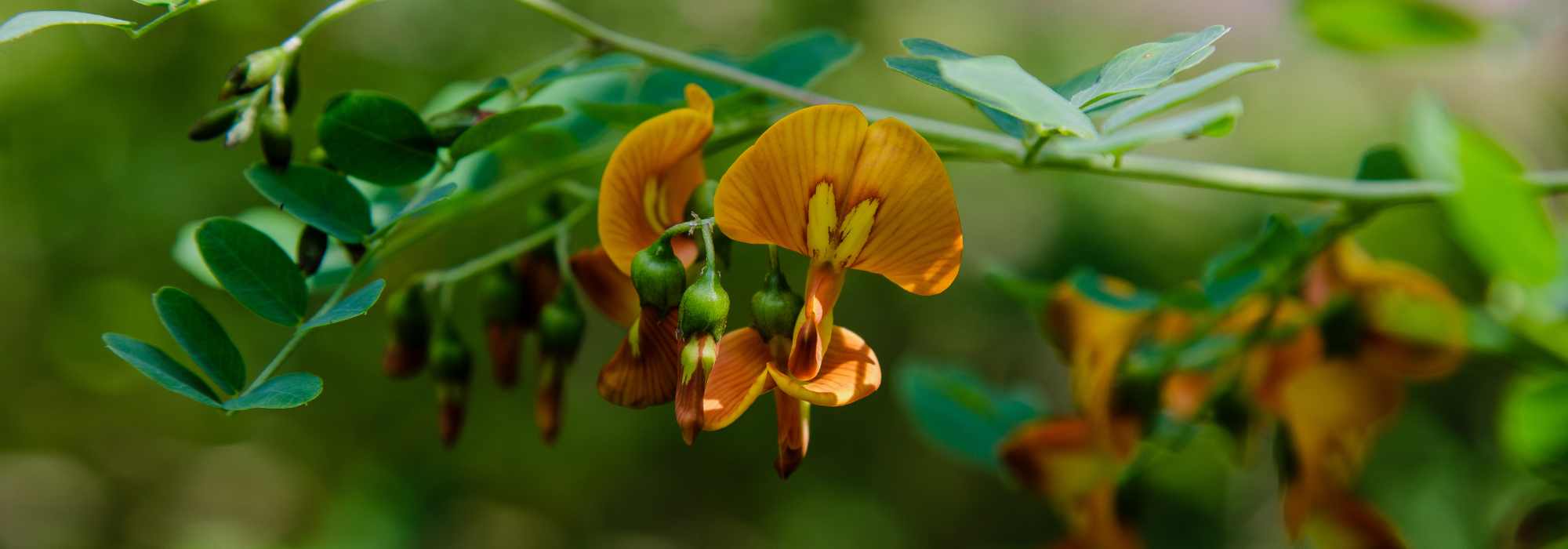 **Baguenaudier - Colutea: piantare, potare e curare**  

Il **Baguenaudier** (*Colutea*), noto anche come **Vesicaria**, è un arbusto resistente e decorativo, apprezzato per i suoi fiori gialli e i suoi frutti a forma di baccello. Originario delle regioni mediterranee, è ideale per giardini secchi e terreni poveri. Scopri come piantarlo, potarlo e prendertene cura per godere della sua bellezza tutto l'anno.  

### **Piantare il Baguenaudier**  
1. **Periodo ideale**: Piantalo in autunno o in primavera, evitando i periodi di gelo.  
2. **Posizione**: Scegli un luogo soleggiato, poiché ama la luce diretta.  
3. **Terreno**: Predilige terreni ben drenati, anche poveri o sassosi.  
4. **Procedura**:  
   - Scava una buca larga il doppio della zolla.  
   - Aggiungi un po' di compost per favorire l'attecchimento.  
   - Posiziona la pianta e riempi con terra, comprimendo leggermente.  
   - Annaffia abbondantemente dopo la messa a dimora.  

### **Potare il Baguenaudier**  
- **Quando**: Potare alla fine dell'inverno o all'inizio della primavera.  
- **Come**:  
  - Elimina i rami morti o danneggiati.  
  - Riduci di un terzo i rami più vecchi per stimolare una nuova crescita.  
  - Mantieni una forma armoniosa per favorire la fioritura.  

### **Cura e manutenzione**  
- **Annaffiatura**: Moderata, resiste bene alla siccità una volta stabilizzato.  
- **Concimazione**: Non necessaria, ma un apporto di compost in primavera può essere benefico.  
- **Malattie**: Resistente, ma attenzione agli afidi in caso di clima umido.  

Con poche cure, il **Baguenaudier** regalerà al tuo giardino un tocco mediterraneo e un'abbondante fioritura!