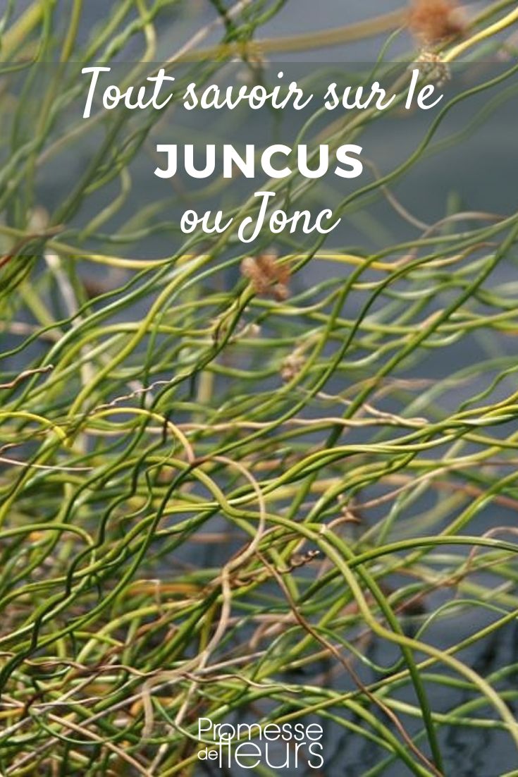 giunco