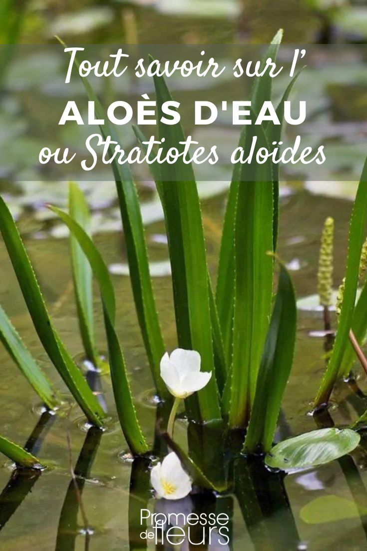 aloe d'acqua