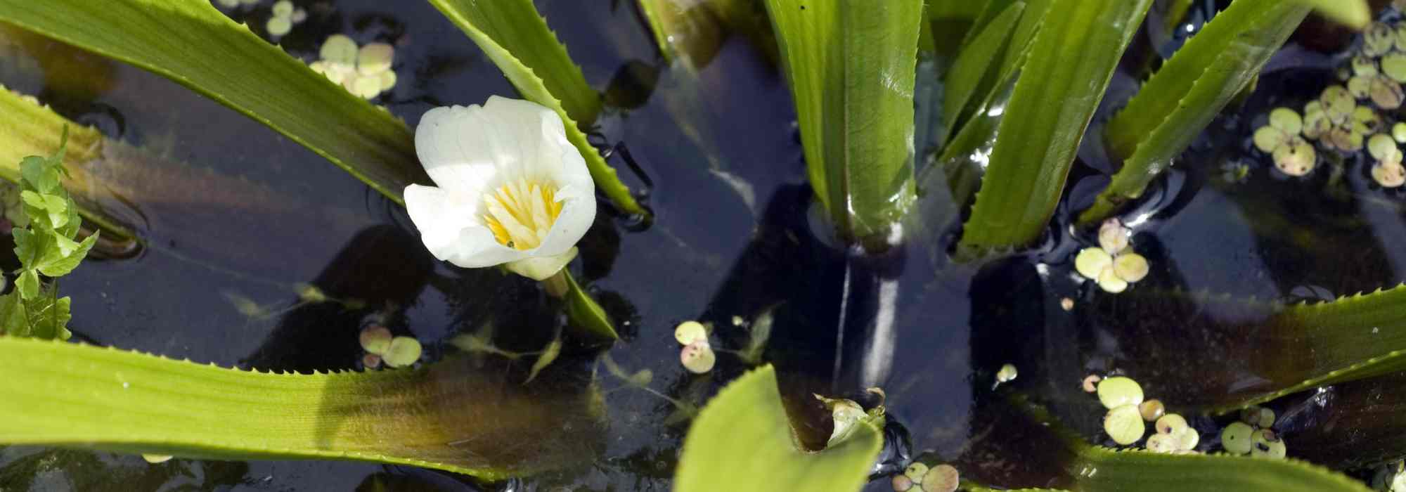 Aloe d'acqua - Stratiotes aloides: piantare e coltivare