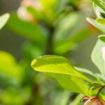 6 Berberis a fogliame verde: arbusti robusti e decorativi per tutte le stagioni