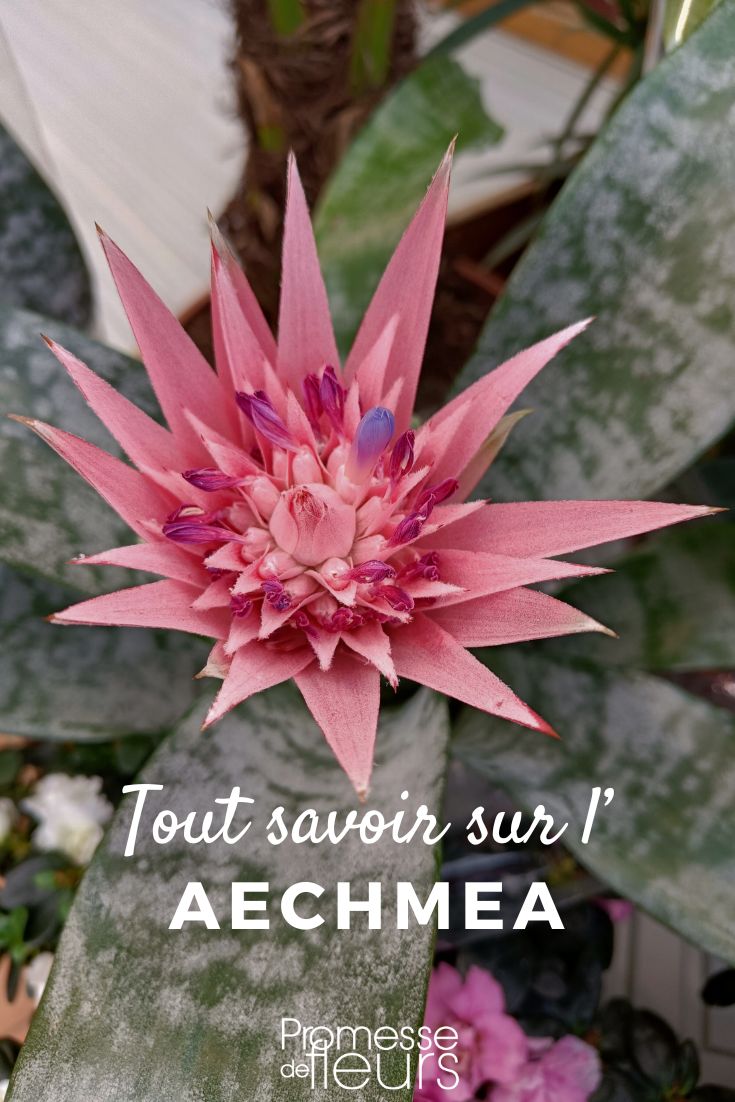 fiore rosa di Aechmea