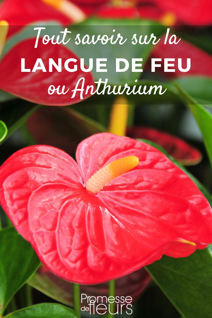 Anthurium - Lingua di fuoco: coltivazione e cura
