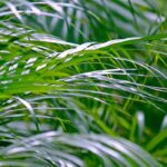**Areca: coltivazione, piantumazione e cura della palma da interno**  

L'Areca, conosciuta anche come *Dypsis lutescens*, è una delle palme da interno più apprezzate per il suo fogliame elegante e la sua capacità di purificare l'aria. Originaria del Madagascar, questa pianta tropicale si adatta perfettamente agli ambienti domestici, portando un tocco di esotismo e freschezza.  

### **Coltivazione dell'Areca**  
L'Areca è una pianta che ama la luce intensa ma indiretta. Evita l'esposizione diretta al sole, che potrebbe bruciare le sue foglie delicate. Inoltre, predilige un ambiente umido, simile al suo habitat naturale. Se l'aria è troppo secca, puoi nebulizzare regolarmente le foglie o posizionare la pianta su un vassoio con ciottoli e acqua.  

### **Piantumazione**  
- **Terreno**: Utilizza un substrato leggero e ben drenante, come un mix per piante tropicali o una combinazione di terriccio universale e perlite.  
- **Vaso**: Scegli un vaso con fori di drenaggio per evitare ristagni idrici, dannosi per le radici.  
- **Rinvaso**: Effettua il rinvaso ogni 2-3 anni, preferibilmente in primavera, per garantire alla pianta spazio sufficiente per crescere.  

### **Cura dell'Areca**  
- **Annaffiatura**: Mantieni il terreno leggermente umido, ma non inzuppato. Riduci le annaffiature in inverno.  
- **Concimazione**: Durante la stagione di crescita (primavera-estate), concima ogni 4-6 settimane con un fertilizzante bilanciato per piante verdi.  
- **Pulizia delle foglie**: Passa un panno umido sulle foglie per rimuovere la polvere e favorire la fotosintesi.  
- **Potatura**: Elimina le foglie secche o danneggiate per mantenere la pianta sana e ordinata.  

### **Problemi comuni**  
- **Foglie ingiallite**: Potrebbero indicare un eccesso di acqua o carenza di nutrienti.  
- **Punta delle foglie secche**: Spesso causata da aria troppo secca o annaffiature irregolari.  
- **Parassiti**: Controlla la presenza di acari o cocciniglie e intervieni con prodotti specifici se necessario.  

Con le giuste cure, l'Areca diventerà un elemento di arredo vivente, capace di trasformare qualsiasi spazio in un'oasi di verde. Se hai dubbi o domande, non esitare a contattarci!