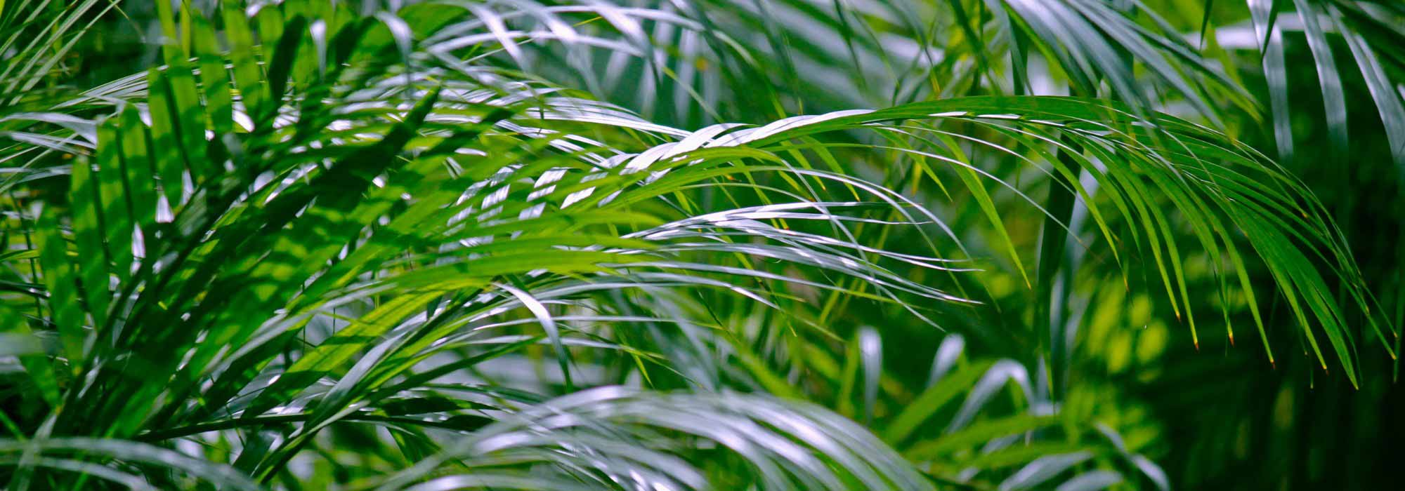 **Areca: coltivazione, piantumazione e cura della palma da interno**  

L'Areca, conosciuta anche come *Dypsis lutescens*, è una delle palme da interno più apprezzate per il suo fogliame elegante e la sua capacità di purificare l'aria. Originaria del Madagascar, questa pianta tropicale si adatta perfettamente agli ambienti domestici, portando un tocco di esotismo e freschezza.  

### **Coltivazione dell'Areca**  
L'Areca è una pianta che ama la luce intensa ma indiretta. Evita l'esposizione diretta al sole, che potrebbe bruciare le sue foglie delicate. Inoltre, predilige un ambiente umido, simile al suo habitat naturale. Se l'aria è troppo secca, puoi nebulizzare regolarmente le foglie o posizionare la pianta su un vassoio con ciottoli e acqua.  

### **Piantumazione**  
- **Terreno**: Utilizza un substrato leggero e ben drenante, come un mix per piante tropicali o una combinazione di terriccio universale e perlite.  
- **Vaso**: Scegli un vaso con fori di drenaggio per evitare ristagni idrici, dannosi per le radici.  
- **Rinvaso**: Effettua il rinvaso ogni 2-3 anni, preferibilmente in primavera, per garantire alla pianta spazio sufficiente per crescere.  

### **Cura dell'Areca**  
- **Annaffiatura**: Mantieni il terreno leggermente umido, ma non inzuppato. Riduci le annaffiature in inverno.  
- **Concimazione**: Durante la stagione di crescita (primavera-estate), concima ogni 4-6 settimane con un fertilizzante bilanciato per piante verdi.  
- **Pulizia delle foglie**: Passa un panno umido sulle foglie per rimuovere la polvere e favorire la fotosintesi.  
- **Potatura**: Elimina le foglie secche o danneggiate per mantenere la pianta sana e ordinata.  

### **Problemi comuni**  
- **Foglie ingiallite**: Potrebbero indicare un eccesso di acqua o carenza di nutrienti.  
- **Punta delle foglie secche**: Spesso causata da aria troppo secca o annaffiature irregolari.  
- **Parassiti**: Controlla la presenza di acari o cocciniglie e intervieni con prodotti specifici se necessario.  

Con le giuste cure, l'Areca diventerà un elemento di arredo vivente, capace di trasformare qualsiasi spazio in un'oasi di verde. Se hai dubbi o domande, non esitare a contattarci!
