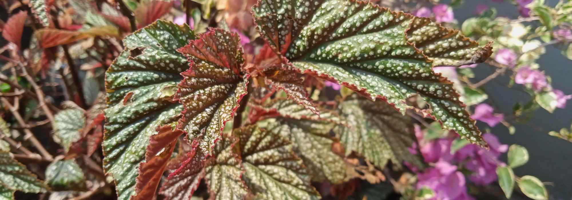 Begonie da interno: coltivazione e cura