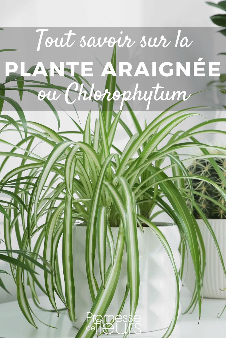 Chlorophytum - Pianta ragno: piantare e coltivare
