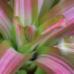 **Cryptanthus - Cryptanto: coltivazione e cura**  

Il **Cryptanthus**, comunemente noto come **Cryptanto**, è una pianta d'appartamento affascinante e facile da coltivare, apprezzata per le sue foglie decorative e la resistenza. Originario delle foreste pluviali del Brasile, questo membro della famiglia delle Bromeliacee è perfetto per aggiungere un tocco esotico alla tua casa.  

### **Coltivazione del Cryptanthus**  

1. **Luce**:  
   - Predilige una luce brillante ma indiretta. Evita l'esposizione diretta al sole, che potrebbe bruciare le foglie.  
   - Tollera anche condizioni di luce più bassa, ma i colori delle foglie potrebbero sbiadire.  

2. **Temperatura**:  
   - Ideale tra i 18°C e i 24°C.  
   - Evita correnti d'aria fredda e temperature inferiori ai 10°C.  

3. **Terreno**:  
   - Utilizza un substrato ben drenante, come un mix per orchidee o una miscela di torba e perlite.  

4. **Annaffiatura**:  
   - Mantieni il terreno leggermente umido, ma non inzuppato.  
   - Riduci le annaffiature in inverno.  
   - Nebulizza le foglie regolarmente per aumentare l'umidità ambientale.  

5. **Concimazione**:  
   - Applica un fertilizzante bilanciato per piante verdi ogni 4-6 settimane durante la stagione di crescita (primavera-estate).  

### **Cura del Cryptanthus**  

- **Pulizia delle foglie**:  
  Rimuovi la polvere dalle foglie con un panno umido per favorire la fotosintesi.  

- **Rinvaso**:  
  Rinvasalo ogni 2-3 anni o quando le radici riempiono il vaso.  

- **Propagazione**:  
  Si riproduce facilmente attraverso i polloni che crescono alla base della pianta madre.  

### **Problemi comuni**  

- **Foglie che si seccano**:  
  Causato da aria troppo secca o annaffiature insufficienti. Aumenta l'umidità e controlla il terreno.  

- **Macchie marroni sulle foglie**:  
  Potrebbe essere dovuto a un'eccessiva esposizione al sole o a un'irrigazione con acqua troppo dura.  

Con le giuste cure, il **Cryptanthus** regalerà un tocco di eleganza tropicale al tuo spazio verde!