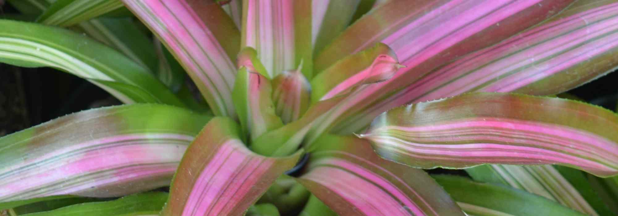 **Cryptanthus - Cryptanto: coltivazione e cura**  

Il **Cryptanthus**, comunemente noto come **Cryptanto**, è una pianta d'appartamento affascinante e facile da coltivare, apprezzata per le sue foglie decorative e la resistenza. Originario delle foreste pluviali del Brasile, questo membro della famiglia delle Bromeliacee è perfetto per aggiungere un tocco esotico alla tua casa.  

### **Coltivazione del Cryptanthus**  

1. **Luce**:  
   - Predilige una luce brillante ma indiretta. Evita l'esposizione diretta al sole, che potrebbe bruciare le foglie.  
   - Tollera anche condizioni di luce più bassa, ma i colori delle foglie potrebbero sbiadire.  

2. **Temperatura**:  
   - Ideale tra i 18°C e i 24°C.  
   - Evita correnti d'aria fredda e temperature inferiori ai 10°C.  

3. **Terreno**:  
   - Utilizza un substrato ben drenante, come un mix per orchidee o una miscela di torba e perlite.  

4. **Annaffiatura**:  
   - Mantieni il terreno leggermente umido, ma non inzuppato.  
   - Riduci le annaffiature in inverno.  
   - Nebulizza le foglie regolarmente per aumentare l'umidità ambientale.  

5. **Concimazione**:  
   - Applica un fertilizzante bilanciato per piante verdi ogni 4-6 settimane durante la stagione di crescita (primavera-estate).  

### **Cura del Cryptanthus**  

- **Pulizia delle foglie**:  
  Rimuovi la polvere dalle foglie con un panno umido per favorire la fotosintesi.  

- **Rinvaso**:  
  Rinvasalo ogni 2-3 anni o quando le radici riempiono il vaso.  

- **Propagazione**:  
  Si riproduce facilmente attraverso i polloni che crescono alla base della pianta madre.  

### **Problemi comuni**  

- **Foglie che si seccano**:  
  Causato da aria troppo secca o annaffiature insufficienti. Aumenta l'umidità e controlla il terreno.  

- **Macchie marroni sulle foglie**:  
  Potrebbe essere dovuto a un'eccessiva esposizione al sole o a un'irrigazione con acqua troppo dura.  

Con le giuste cure, il **Cryptanthus** regalerà un tocco di eleganza tropicale al tuo spazio verde!