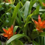 **Guzmania: cura, piantagione e consigli**  

La **Guzmania** è una pianta tropicale appartenente alla famiglia delle Bromeliacee, apprezzata per le sue foglie lucide e la sua spettacolare infiorescenza colorata. Originaria delle foreste pluviali del Sud America, questa pianta è perfetta per aggiungere un tocco esotico agli interni. Ecco tutto ciò che devi sapere per prendertene al meglio.  

### **Piantagione della Guzmania**  

1. **Scelta del vaso**: Opta per un vaso di dimensioni modeste, poiché la Guzmania ha radici poco sviluppate. Assicurati che abbia dei fori di drenaggio per evitare ristagni d'acqua.  
2. **Terriccio**: Utilizza un substrato leggero e ben drenante, come un mix per orchidee o un terriccio specifico per Bromeliacee.  
3. **Posizione**: Colloca la pianta in un luogo luminoso ma senza luce diretta del sole, che potrebbe bruciare le foglie.  

### **Cura della Guzmania**  

- **Annaffiatura**: Mantieni il terreno leggermente umido, ma evita i ristagni. Innaffia direttamente nella rosetta centrale delle foglie, dove la pianta assorbe l'acqua.  
- **Umidità**: La Guzmania ama gli ambienti umidi. Nebulizza regolarmente le foglie o posiziona la pianta su un vassoio con ciottoli e acqua.  
- **Concimazione**: Durante il periodo di crescita (primavera-estate), utilizza un fertilizzante liquido diluito ogni 3-4 settimane.  

### **Consigli pratici**  

- **Fioritura**: Dopo la fioritura, la pianta madre morirà, ma produrrà dei germogli alla base. Puoi separarli e ripiantarli per ottenere nuove piante.  
- **Problemi comuni**: Foglie ingiallite possono indicare un eccesso d'acqua, mentre punte secche suggeriscono un'umidità insufficiente.  

Con queste semplici attenzioni, la tua Guzmania prospererà e regalerà un tocco di colore alla tua casa!