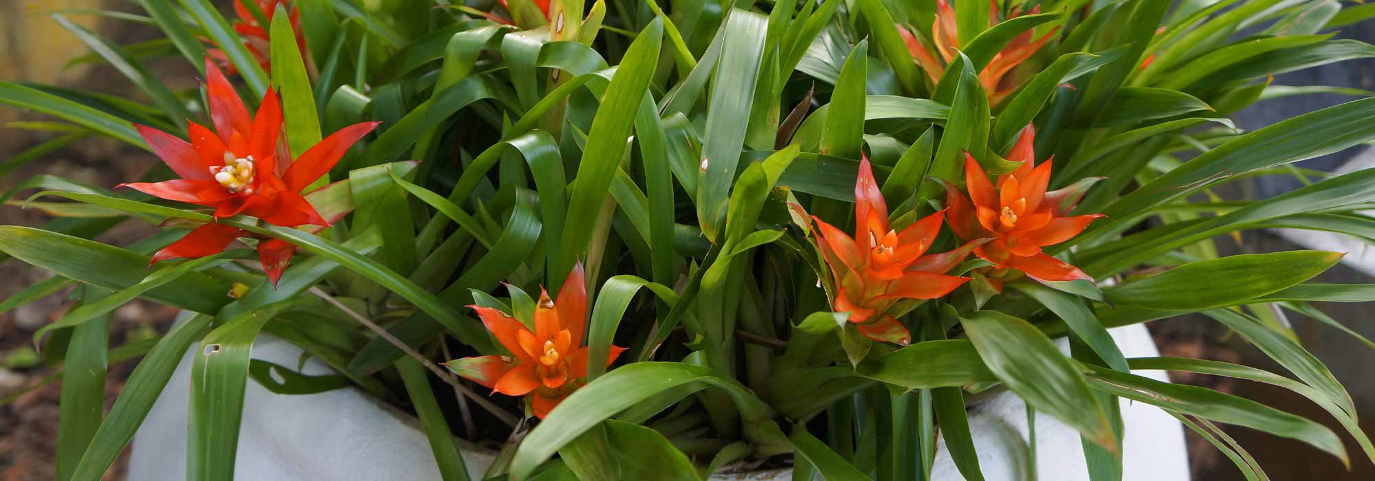 **Guzmania: cura, piantagione e consigli**  

La **Guzmania** è una pianta tropicale appartenente alla famiglia delle Bromeliacee, apprezzata per le sue foglie lucide e la sua spettacolare infiorescenza colorata. Originaria delle foreste pluviali del Sud America, questa pianta è perfetta per aggiungere un tocco esotico agli interni. Ecco tutto ciò che devi sapere per prendertene al meglio.  

### **Piantagione della Guzmania**  

1. **Scelta del vaso**: Opta per un vaso di dimensioni modeste, poiché la Guzmania ha radici poco sviluppate. Assicurati che abbia dei fori di drenaggio per evitare ristagni d'acqua.  
2. **Terriccio**: Utilizza un substrato leggero e ben drenante, come un mix per orchidee o un terriccio specifico per Bromeliacee.  
3. **Posizione**: Colloca la pianta in un luogo luminoso ma senza luce diretta del sole, che potrebbe bruciare le foglie.  

### **Cura della Guzmania**  

- **Annaffiatura**: Mantieni il terreno leggermente umido, ma evita i ristagni. Innaffia direttamente nella rosetta centrale delle foglie, dove la pianta assorbe l'acqua.  
- **Umidità**: La Guzmania ama gli ambienti umidi. Nebulizza regolarmente le foglie o posiziona la pianta su un vassoio con ciottoli e acqua.  
- **Concimazione**: Durante il periodo di crescita (primavera-estate), utilizza un fertilizzante liquido diluito ogni 3-4 settimane.  

### **Consigli pratici**  

- **Fioritura**: Dopo la fioritura, la pianta madre morirà, ma produrrà dei germogli alla base. Puoi separarli e ripiantarli per ottenere nuove piante.  
- **Problemi comuni**: Foglie ingiallite possono indicare un eccesso d'acqua, mentre punte secche suggeriscono un'umidità insufficiente.  

Con queste semplici attenzioni, la tua Guzmania prospererà e regalerà un tocco di colore alla tua casa!