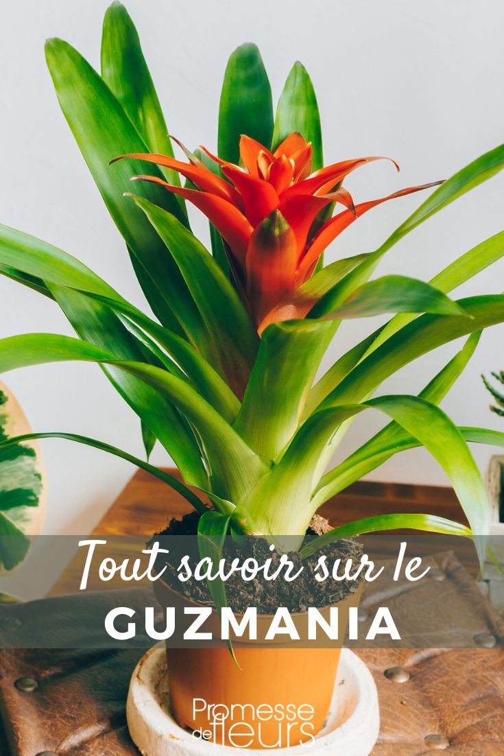 Tutto quello che c'è da sapere sul Guzmania

Il Guzmania è una pianta tropicale appartenente alla famiglia delle Bromeliacee, molto apprezzata per le sue foglie decorative e le sue vivaci infiorescenze. Originaria delle foreste pluviali dell'America centrale e meridionale, questa pianta è diventata popolare come pianta d'appartamento grazie alla sua bellezza esotica e alla relativa facilità di cura.

**Caratteristiche principali:**
- **Foglie:** Il Guzmania ha foglie lunghe, strette e lucide, disposte a rosetta. Sono di colore verde intenso e possono presentare striature o sfumature di altri colori.
- **Fiori:** La caratteristica più distintiva del Guzmania è la sua infiorescenza, che consiste in brattee colorate (spesso rosse, arancioni, gialle o rosa) che circondano i piccoli fiori veri e propri. Le brattee possono durare per diversi mesi, rendendo la pianta particolarmente decorativa.
- **Dimensioni:** A seconda della specie, il Guzmania può raggiungere un'altezza compresa tra 30 e 60 cm.

**Cura e manutenzione:**
- **Luce:** Il Guzmania preferisce una luce brillante ma indiretta. Evita l'esposizione diretta al sole, che potrebbe bruciare le foglie.
- **Acqua:** Innaffia la pianta versando acqua direttamente nella rosetta centrale, mantenendo il terreno leggermente umido ma non inzuppato. Assicurati che l'acqua non ristagni, per evitare marciumi radicali.
- **Umidità:** Essendo una pianta tropicale, il Guzmania apprezza un ambiente umido. Puoi aumentare l'umidità intorno alla pianta utilizzando un umidificatore o posizionando un vassoio con acqua e ciottoli sotto il vaso.
- **Temperatura:** La temperatura ideale per il Guzmania è compresa tra 18°C e 24°C. Evita correnti d'aria fredda e sbalzi di temperatura.
- **Concimazione:** Durante il periodo di crescita (primavera ed estate), puoi concimare la pianta con un fertilizzante liquido diluito, applicato direttamente nella rosetta.

**Curiosità:**
- **Ciclo vitale:** Dopo la fioritura, la pianta madre muore, ma produce spesso dei germogli laterali, chiamati "pup", che possono essere separati e coltivati come nuove piante.
- **Simbolismo:** Nella cultura popolare, il Guzmania è spesso associato alla prosperità e alla fortuna, rendendolo un regalo popolare per occasioni speciali.

Il Guzmania è una scelta eccellente per chi desidera aggiungere un tocco di esotismo e colore alla propria casa o ufficio. Con le giuste cure, questa pianta può regalare mesi di bellezza e soddisfazione.