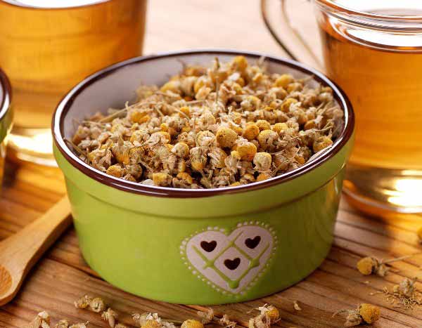 Come preparare infusi e macerati di camomilla per potenziare le tue coltivazioni?