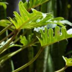Philodendron: coltivazione, cura e consigli
