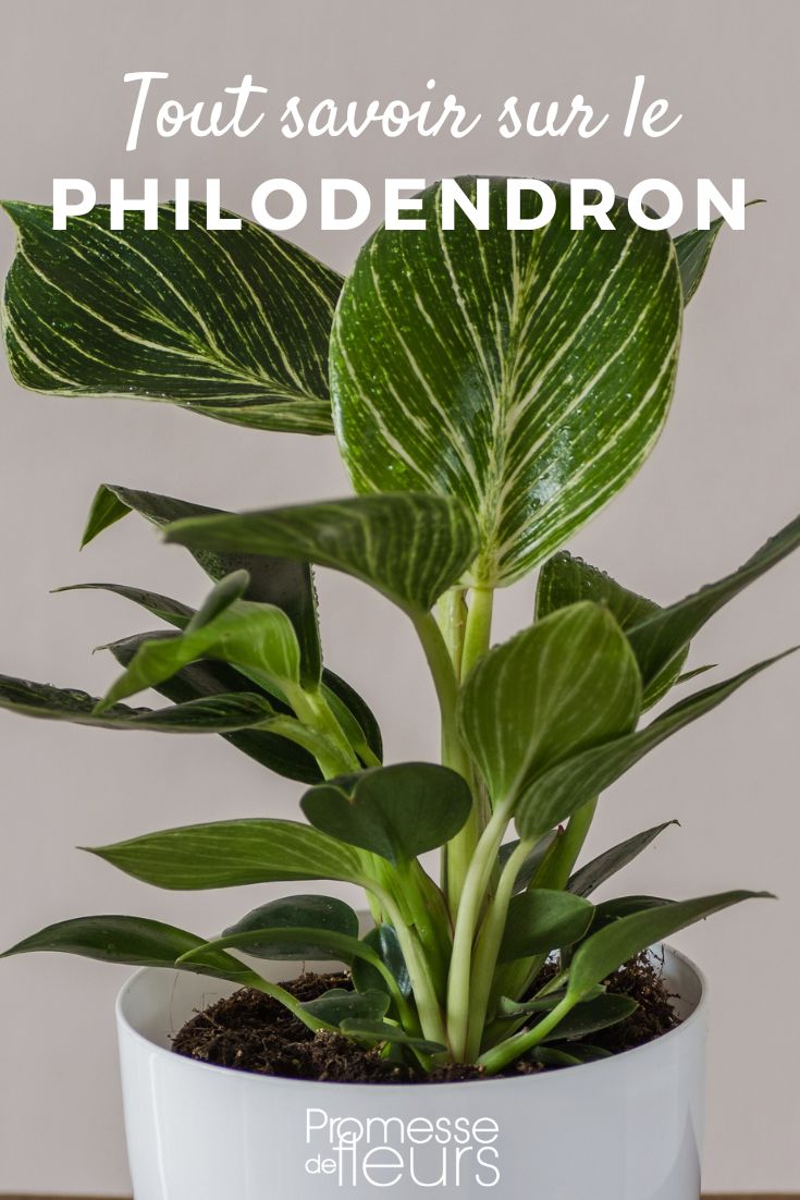 Tutto quello che c'è da sapere sul Philodendron

Il Philodendron è una delle piante d'appartamento più popolari e apprezzate per la sua bellezza e facilità di cura. Appartenente alla famiglia delle Araceae, questo genere comprende centinaia di specie, molte delle quali sono ideali per arredare gli interni con il loro fogliame lussureggiante e decorativo.

**Origini e habitat naturale**
I Philodendron sono originari delle foreste tropicali dell'America centrale e meridionale, dove crescono come piante epifite o terrestri. Nel loro ambiente naturale, si arrampicano sugli alberi o si diffondono sul terreno, sfruttando l'umidità e l'ombra della foresta.

**Caratteristiche principali**
- **Foglie**: Le foglie del Philodendron sono la sua principale attrazione. Possono essere di diverse forme, dimensioni e colori, a seconda della specie. Alcune varietà presentano foglie cuoriformi, mentre altre hanno foglie lobate o profondamente incise.
- **Crescita**: La maggior parte delle specie di Philodendron sono rampicanti o striscianti, ma esistono anche varietà erette.
- **Fiori**: I fiori del Philodendron sono simili a quelli delle altre Araceae, con una spata e uno spadice, ma raramente fioriscono in casa.

**Cura e manutenzione**
- **Luce**: I Philodendron preferiscono una luce indiretta e brillante, ma possono adattarsi anche a condizioni di luce più bassa.
- **Acqua**: È importante mantenere il terreno umido, ma non inzuppato. Lasciare asciugare leggermente il terriccio tra un'annaffiatura e l'altra.
- **Umidità**: Essendo piante tropicali, apprezzano un'umidità ambientale elevata. Nebulizzare regolarmente le foglie può aiutare a mantenere l'umidità.
- **Temperatura**: I Philodendron preferiscono temperature calde, ideali tra i 18°C e i 24°C. Evitare correnti d'aria fredda e sbalzi di temperatura.
- **Terriccio**: Utilizzare un terriccio ben drenante e ricco di sostanze organiche.
- **Concimazione**: Concimare ogni 4-6 settimane durante la stagione di crescita con un fertilizzante bilanciato.

**Varietà popolari**
- **Philodendron scandens**: Conosciuto anche come Philodendron hederaceum, è una delle varietà più comuni, con foglie cuoriformi e verde brillante.
- **Philodendron bipinnatifidum**: Caratterizzato da grandi foglie lobate e profondamente incise.
- **Philodendron xanadu**: Una varietà compatta con foglie lobate e di colore verde scuro.
- **Philodendron gloriosum**: Apprezzato per le sue grandi foglie vellutate e cuoriformi con venature bianche.

**Problemi comuni**
- **Foglie gialle**: Possono indicare un eccesso di acqua o una carenza di nutrienti.
- **Foglie marroni**: Spesso causate da un'umidità insufficiente o da un'esposizione diretta al sole.
- **Parassiti**: I Philodendron possono essere attaccati da afidi, cocciniglie e acari. Controllare regolarmente la pianta e trattare con insetticidi naturali se necessario.

**Curiosità**
- I Philodendron sono noti per le loro proprietà purificanti dell'aria, in grado di rimuovere sostanze tossiche come la formaldeide dall'ambiente.
- Alcune specie di Philodendron possono essere tossiche se ingerite, quindi è importante tenerle lontane da bambini e animali domestici.

Con le giuste cure, il Philodendron può diventare un elemento decorativo e vivace nella tua casa, portando un tocco di natura e serenità negli spazi interni.