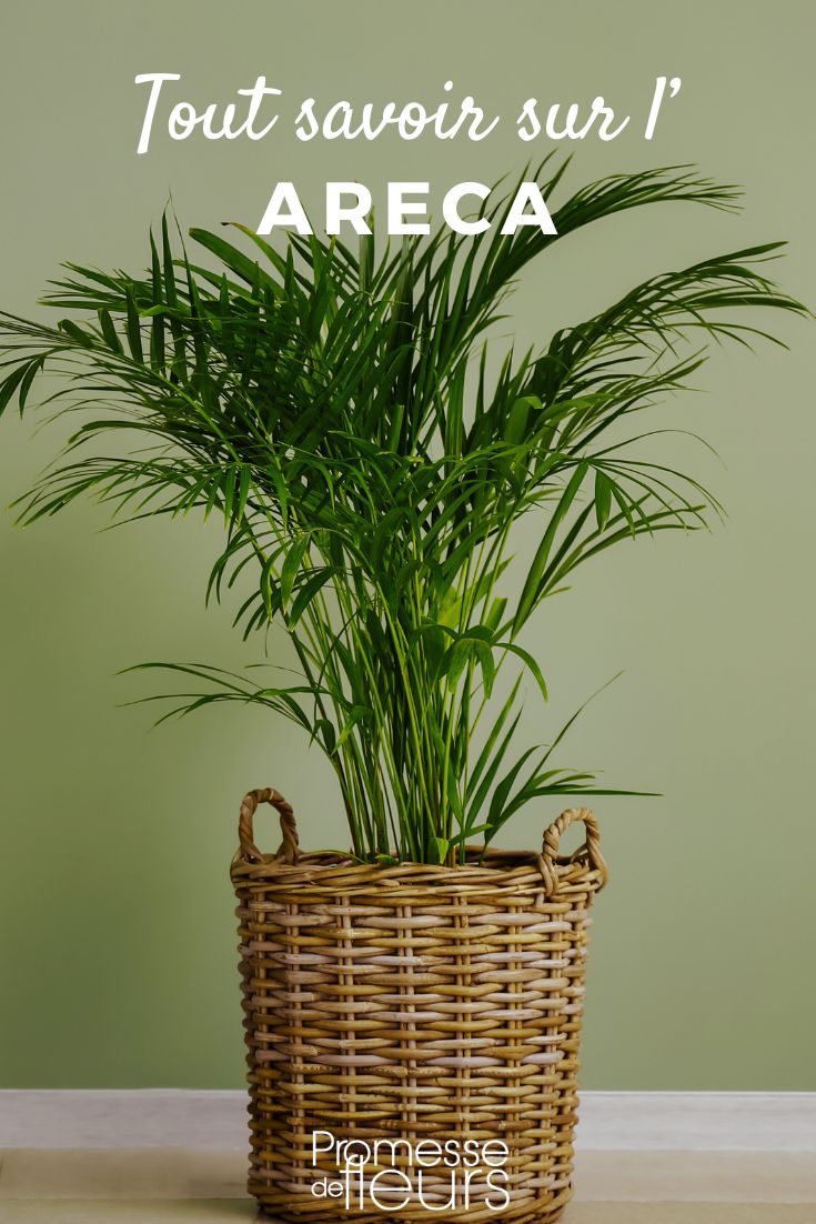 Areca: coltivazione, piantumazione e cura della palma da interno