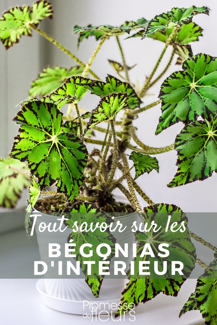 Bégonie da interno: coltivazione e cura