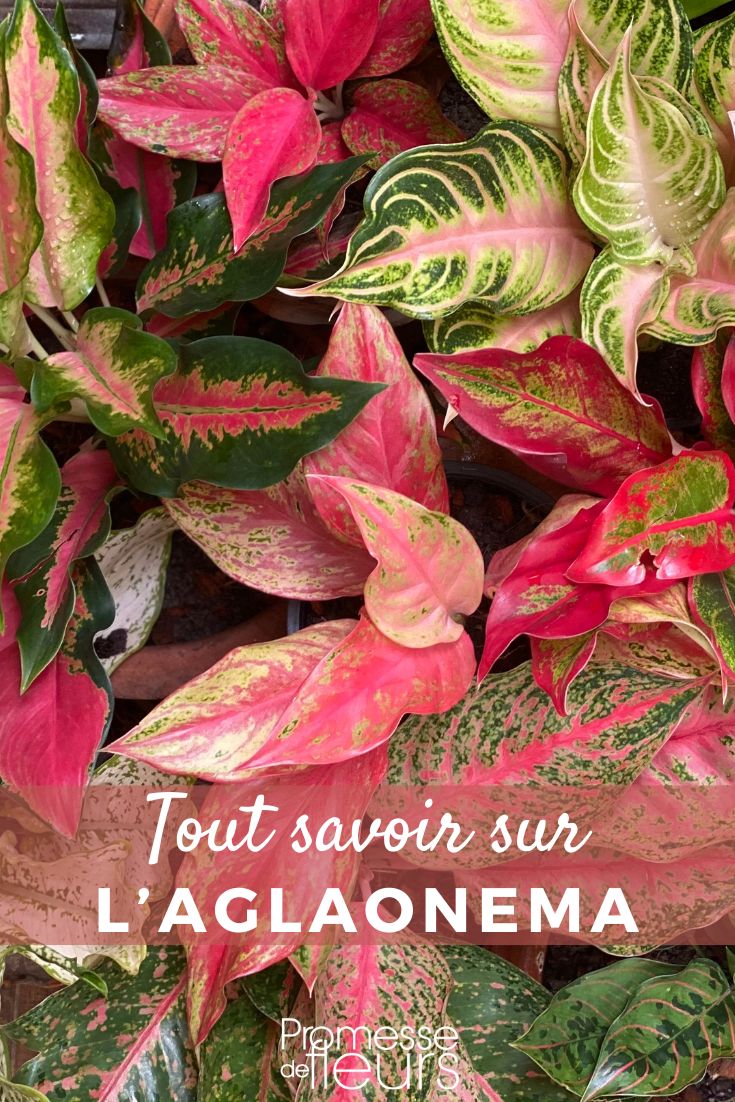 piante Aglaonema