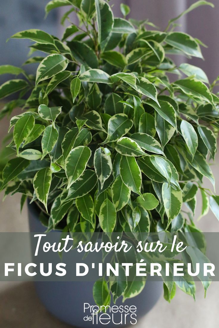 Ficus da interno: coltivazione e cura