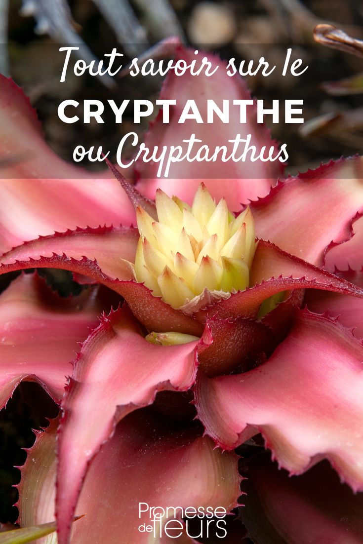 Cryptanthus - Cryptanto: coltivazione e cura