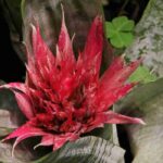 Aechmea: piantagione, coltivazione e cura