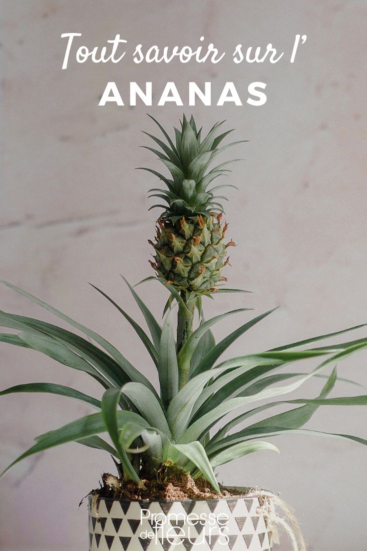 Ananas: piantagione, coltivazione e moltiplicazione