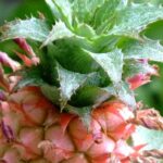 Ananas: piantagione, coltivazione e moltiplicazione