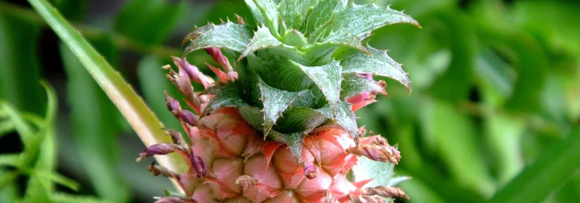Ananas: piantagione, coltivazione e moltiplicazione
